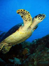 Trataruga Voadora - Foto tirada por David Volkert